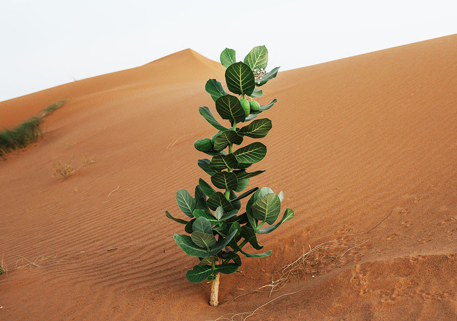 Planta creciendo entre las dunas del Sahara en Merzouga